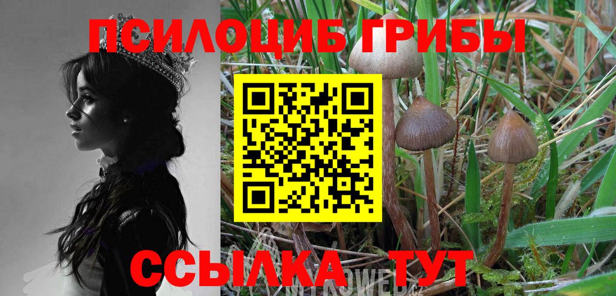 Галлюциногенные грибы Psilocybe Омск
